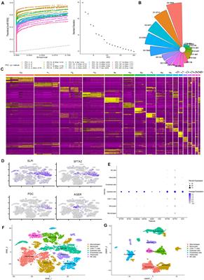 Reconstructing the Developmental Trajectories of Multiple Subtypes in Pulmonary Parenchymal Epithelial Cells by Single-Cell RNA-seq